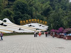 -西双版纳原始森林公园