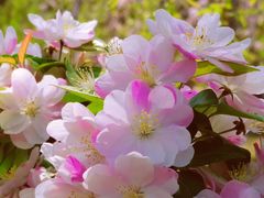 -海棠花溪(元大都城垣遗址公园)