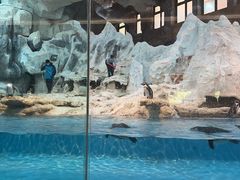 -帝企鹅自助餐厅•儿童岛•真企鹅(长隆企鹅酒店)