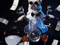 -超宠爱宠物摄影-Super pet