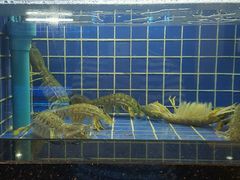-老地方海鲜餐厅(拉古娜店)