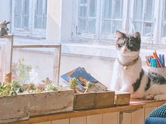 -海边的猫和咖啡馆