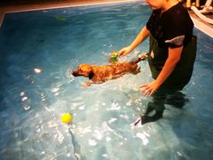 -Goku PET SHOP宠物视觉生活馆(双井店)