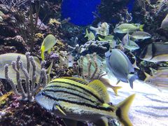 -新加坡海洋生态馆