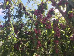 -叠溪松坪沟景区