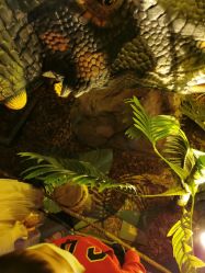 -恐龙探索乐园(磁器口店)