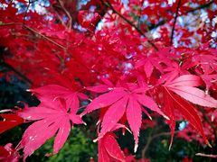 -西郊宾馆·1921餐厅