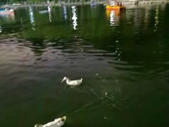 -莲湖公园