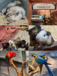 -Zoolung Zoolung动物主题公园(海信广场店)