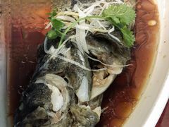 清蒸青斑鱼-双井轩(双井店)