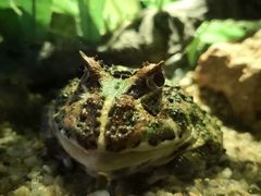 -暹罗海洋世界
