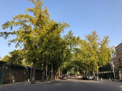 -三里屯东五街银杏大道