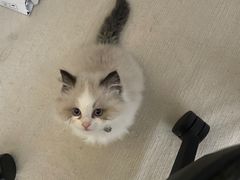 -瑞鹏宠物医院·骨科·猫科·内科(第一中心)