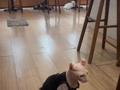 -有猫主题·治愈系猫咖(曾厝垵店)