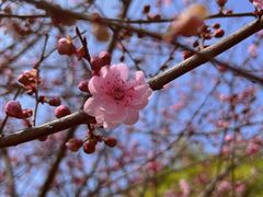 -花博汇(知音花月夜)