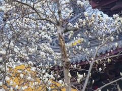 -灵谷景区