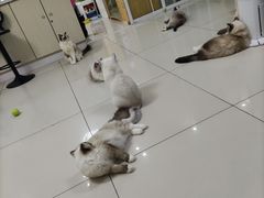 -鼓捣猫呢主题猫咖店