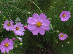 景点&nbsp;花-西昌邛海湿地