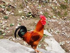 -岣嵝峰国家森林公园