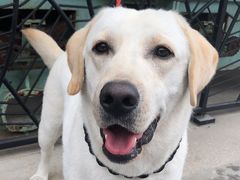 -翊宠yipet猫狗购宠庄园犬舍•猫舍