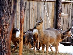 -北极村旅游风景区