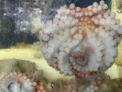 生猛海鲜-明记海鲜大排档(巽寮湾店)