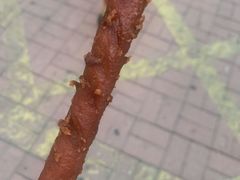-庞记炸串