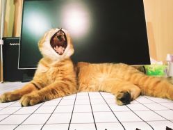 -咪咪比基尼脱毛专业店