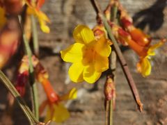 -北京西山国家森林公园