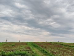 -空港花田景区