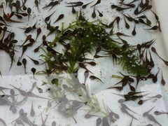 A_26-清平路水族市场