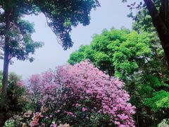 -梧桐山风景名胜区