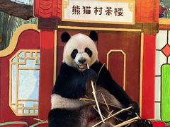 -广州长隆野生动物世界