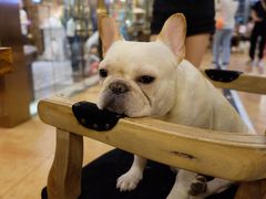 -more than meow吴止猫主题餐厅(承德 中船汇店)