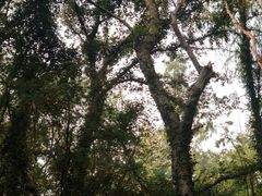 -上海佘山国家森林公园天马山园