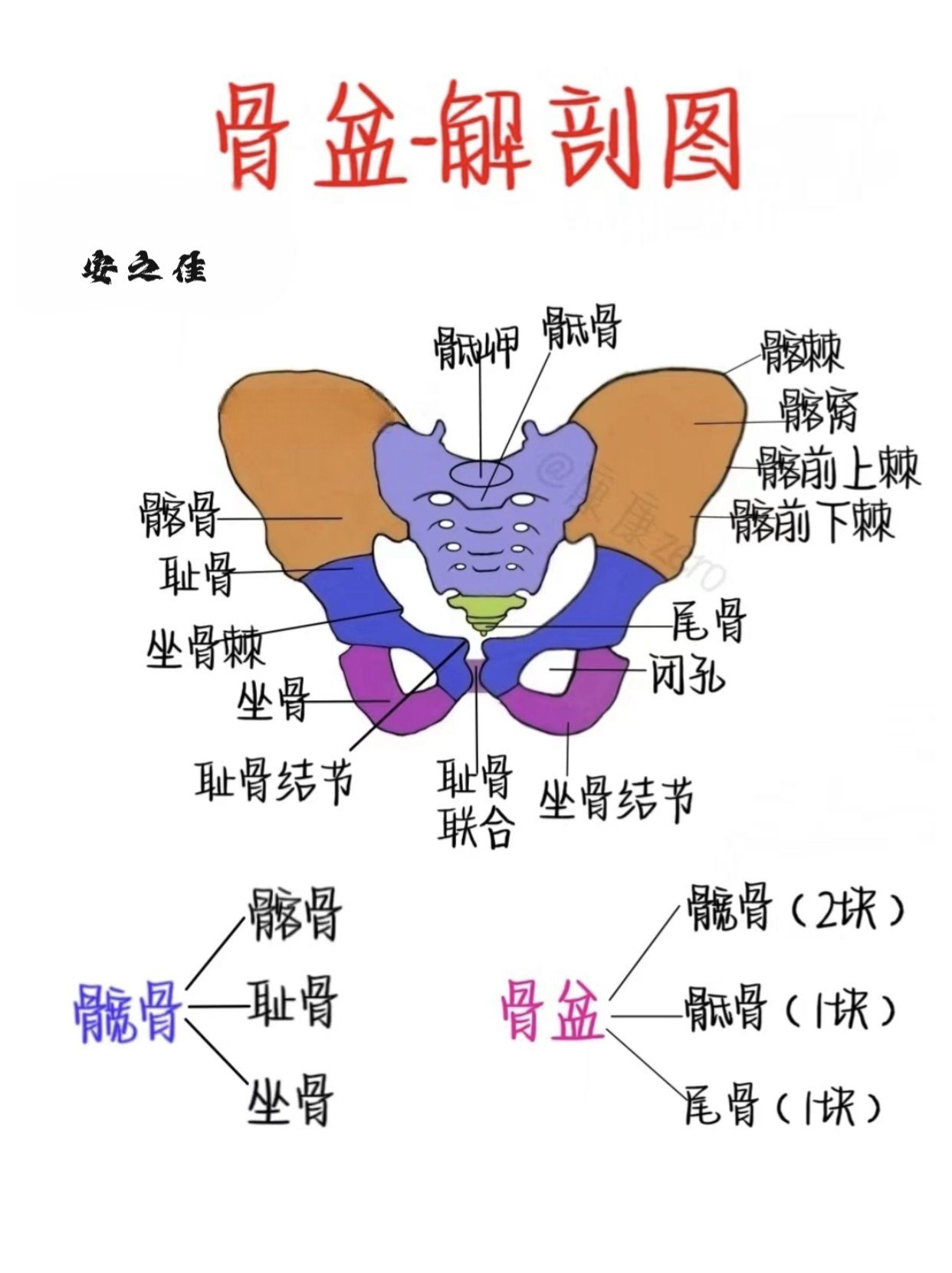产后骨盆需要调理吗