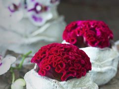 -鲜芋仙(宝地广场店)