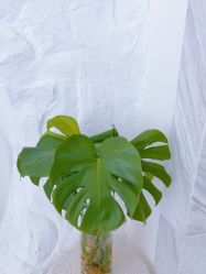 -小梨·OndaPro·专业脱毛连锁机构