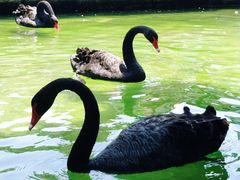 -灵玲国际马戏城