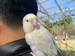 -中环花鸟鱼虫市场