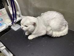 -PETKIT小佩宠物·低压洗护(国顺东路店)