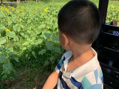 -武汉紫薇都市田园