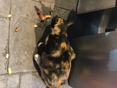 -黄亚华小食店(Jalan Alor)