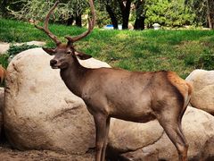 -北京野生动物园