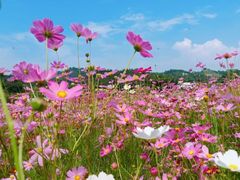 -红山村