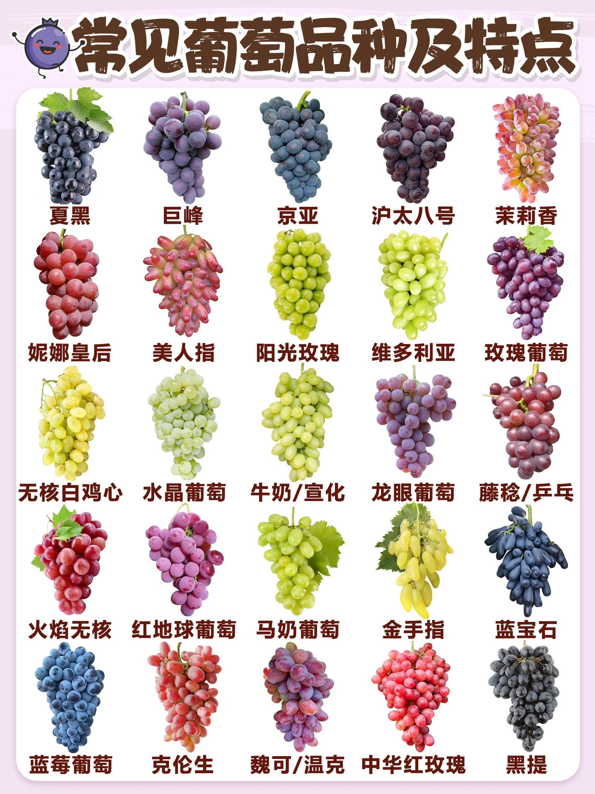 葡萄的十大品种,你都知道哪些[疑问]