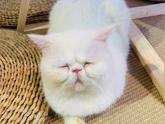 -Heymao猫咖.咖啡厅(东门店)