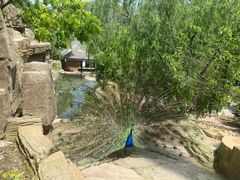 -大连森林动物园