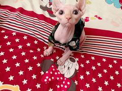 -喵zoo家庭繁育猫舍(尖东智能花园店)