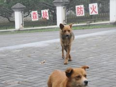 -北京鹫峰国家森林公园